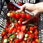 Alloggio per agriturismo Il Pettirosso *